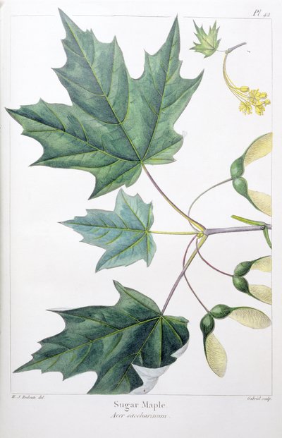 Cukrový javor od Pierre Joseph Redouté